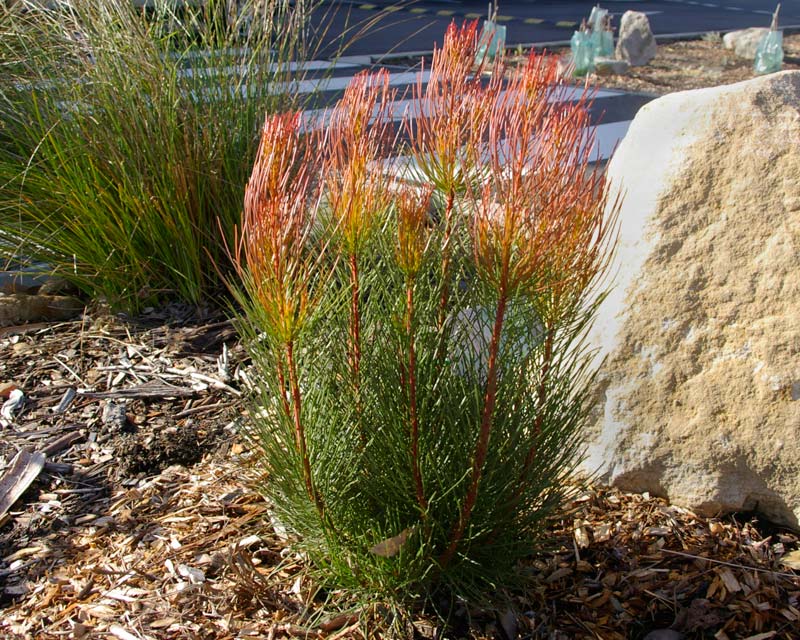 Aulax cancellata 'Bronze Haze' - Ladybird Nursery