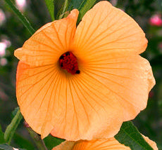 Native Hibiscus 'Aussie Apricot'