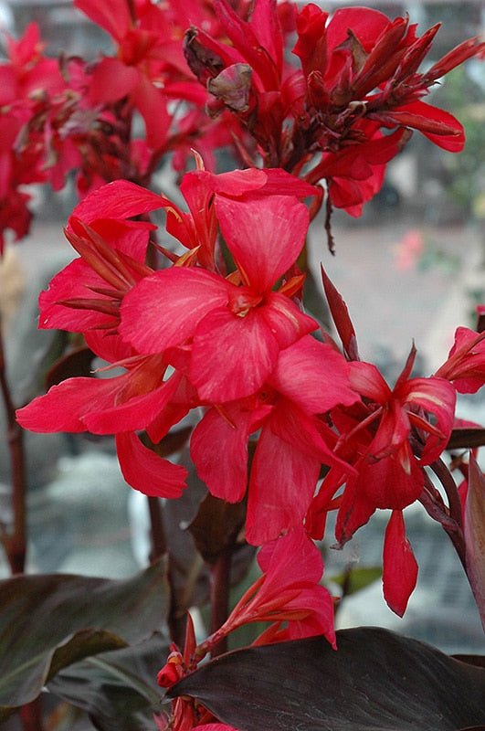 Canna Show Off Australia (Canna orchioides) - Ladybird Nursery