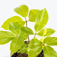 Umbrella Tree Amate Soleil (Schefflera actinophylla) - Ladybird Nursery