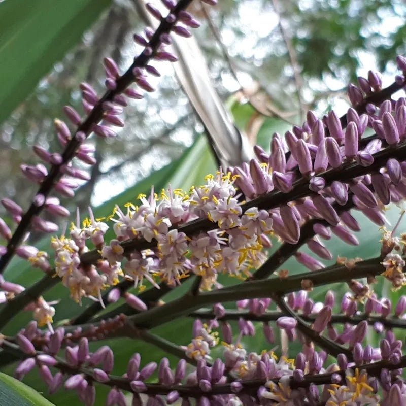 Slender Palm Lily (Cordyline stricta) - Ladybird Nursery