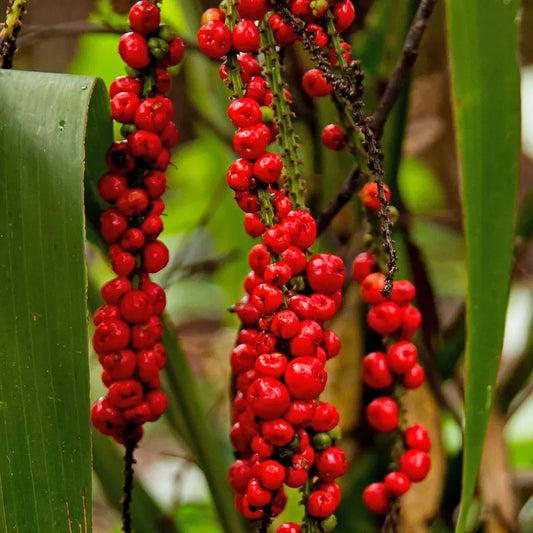 Australian Native Palm Lily (Cordyline rubra)