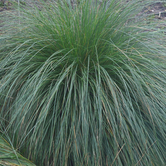 Australian Blue Grass (Poa labillardierei) - Ladybird Nursery