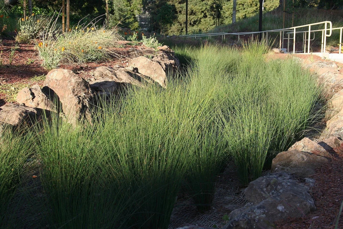 Australian Blue Grass (Poa labillardierei) - Ladybird Nursery