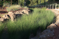 Australian Blue Grass (Poa labillardierei) - Ladybird Nursery