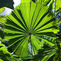 Australian Fan Palm (Licuala ramsayi)