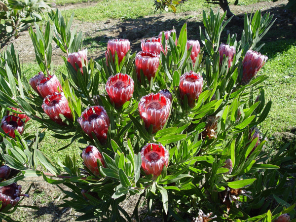 Protea 'Australis Ruby' - Large - Ladybird Nursery