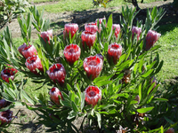 Protea 'Australis Ruby' - Large - Ladybird Nursery