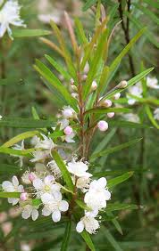 Copper Tops Austromyrtus (Austromyrtus Copper)