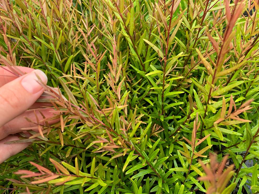 Copper Tops Austromyrtus (Austromyrtus Copper)