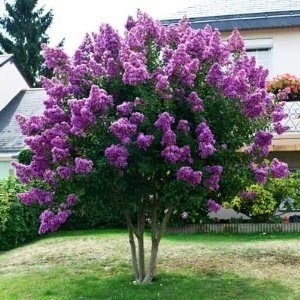 Crepe Myrtle Dwarf Mauve (Lagerstroemia indica) - Ladybird Nursery