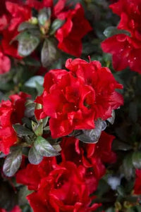 Azalea ENCORE AUTUMN FIRE™ - Ladybird Nursery