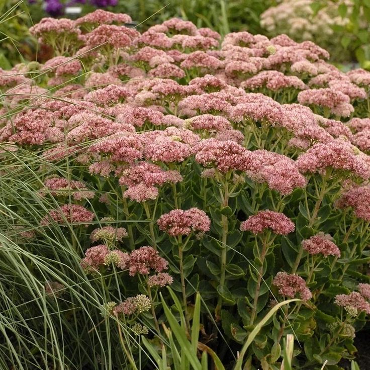 Stonecrop Autumn Joy (Sedum)
