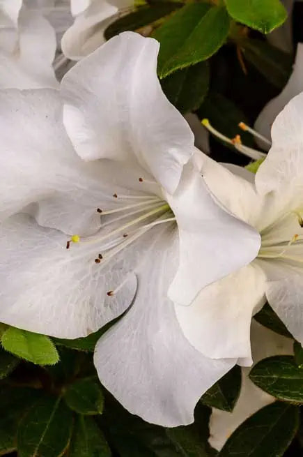 Azalea ENCORE AUTUMN Ivory™