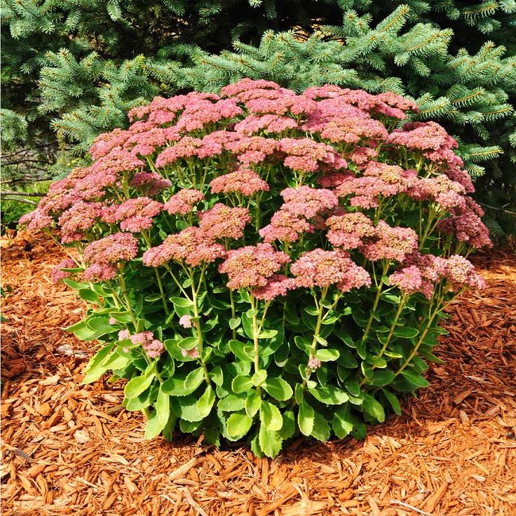 Stonecrop Autumn Joy (Sedum) - Ladybird Nursery