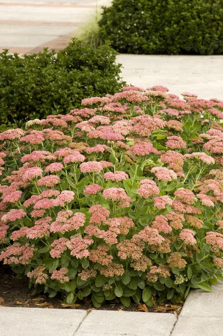 Stonecrop Autumn Joy (Sedum) - Ladybird Nursery