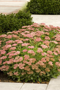 Stonecrop Autumn Joy (Sedum) - Ladybird Nursery