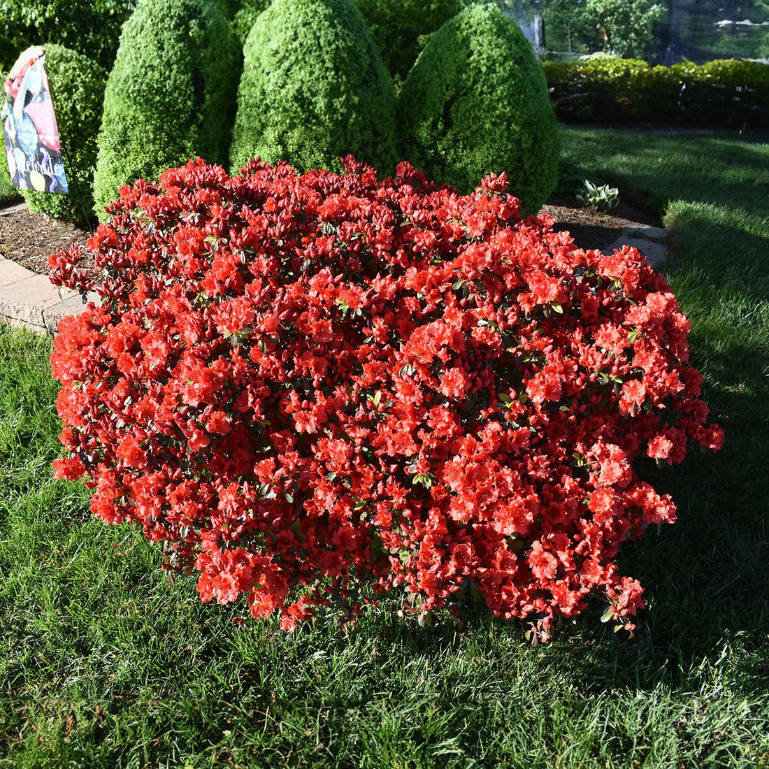 Azalea ENCORE AUTUMN Jewel™ - Ladybird Nursery
