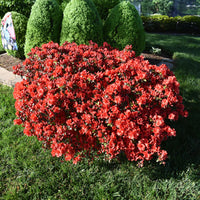 Azalea ENCORE AUTUMN Jewel™