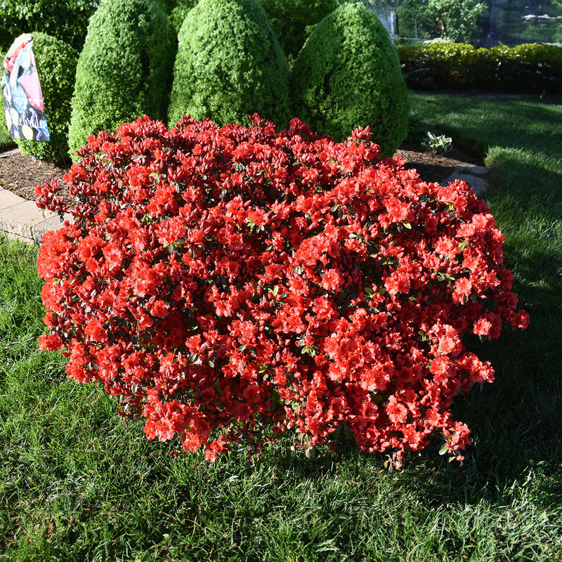 Azalea ENCORE AUTUMN Jewel™
