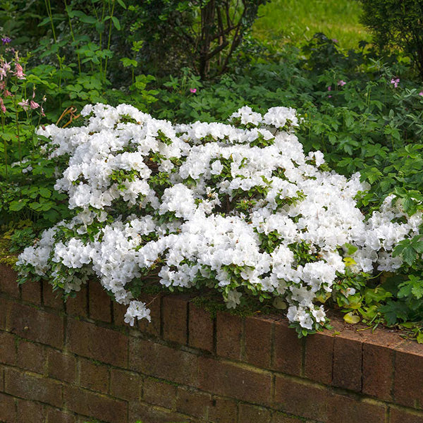 Azalea ENCORE AUTUMN Ivory™