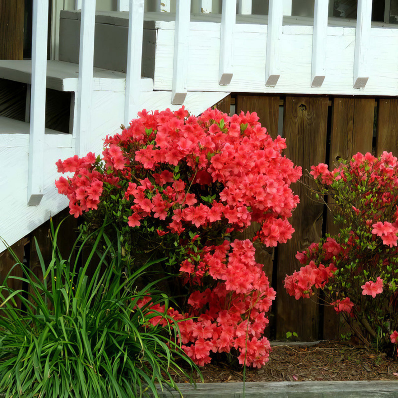 Azalea ENCORE AUTUMN EMBERS™