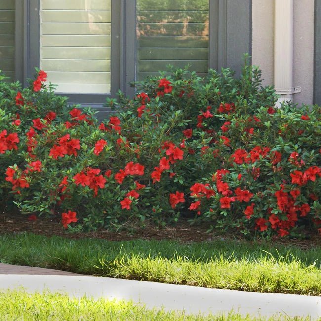 Azalea Fire Magic - Ladybird Nursery