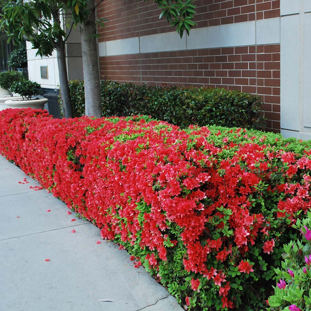 Azalea ENCORE AUTUMN Jewel™ - Ladybird Nursery