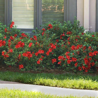 Azalea ENCORE AUTUMN Jewel™ - Ladybird Nursery