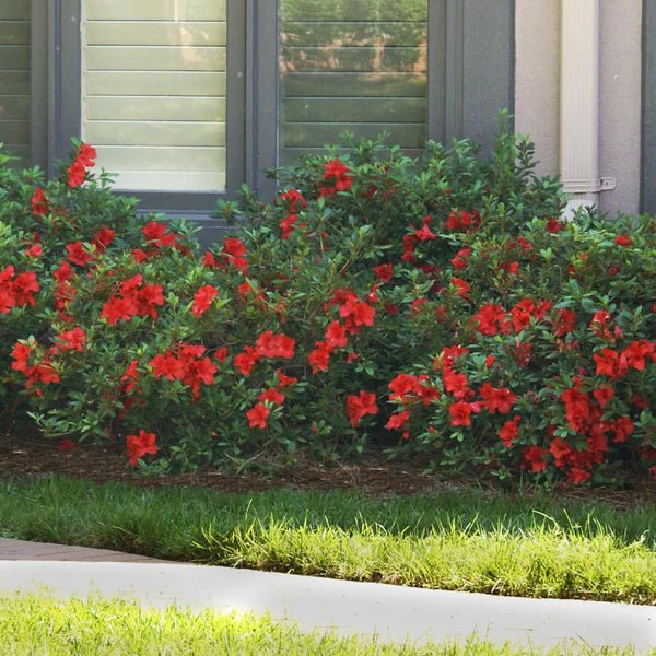 Azalea ENCORE AUTUMN Jewel™ - Ladybird Nursery