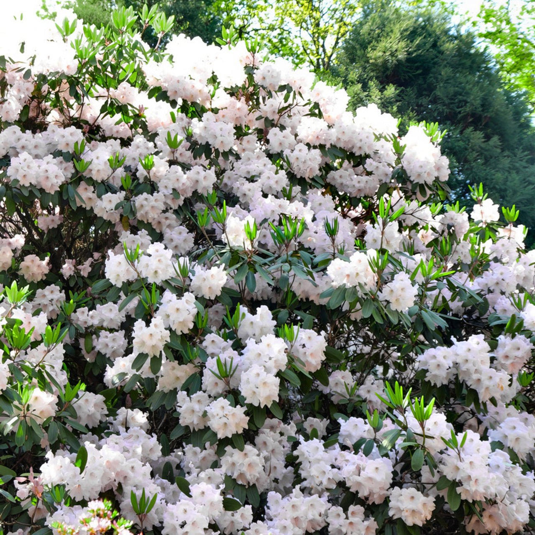 Azalea ENCORE AUTUMN LILY™ - Ladybird Nursery