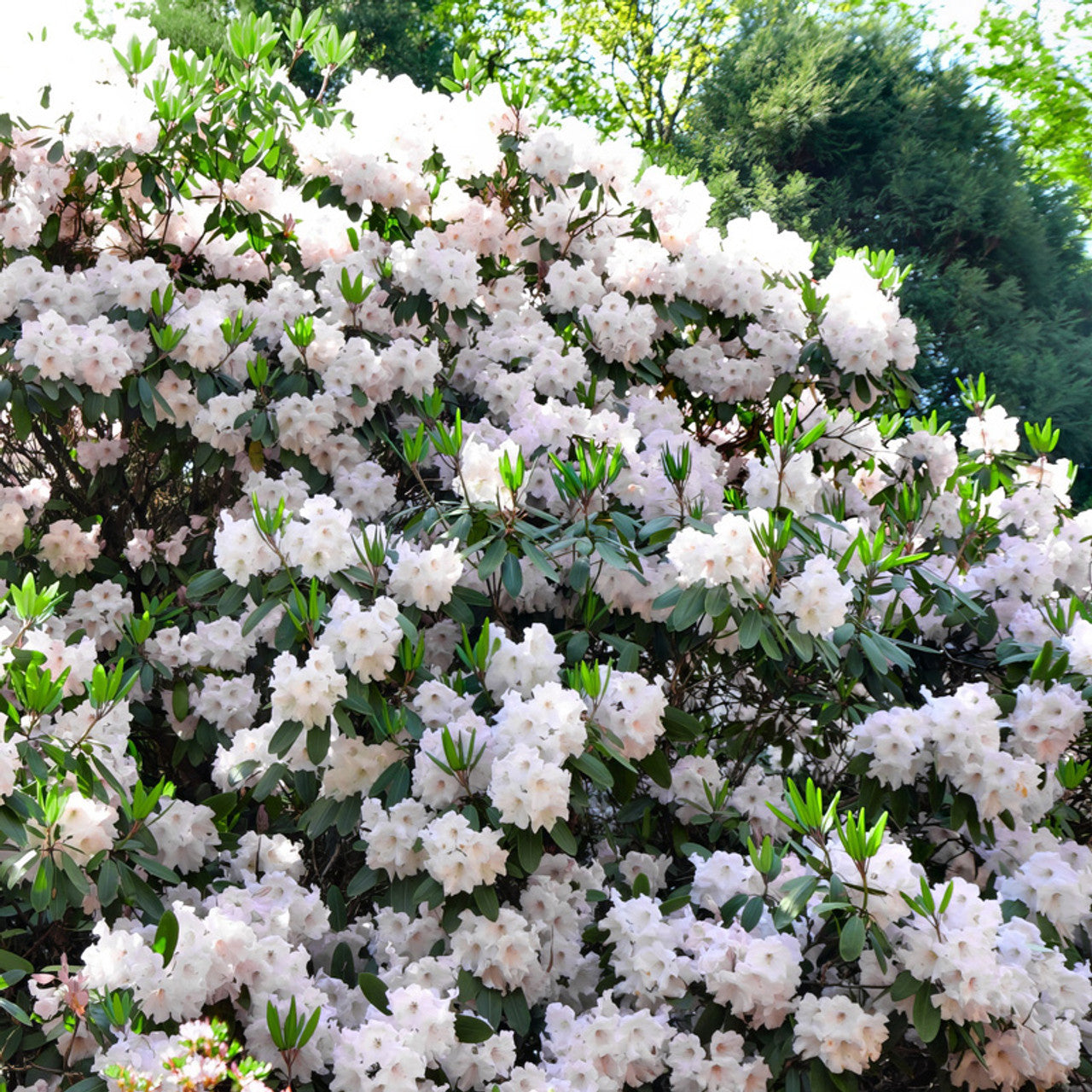 Azalea ENCORE AUTUMN LILY™