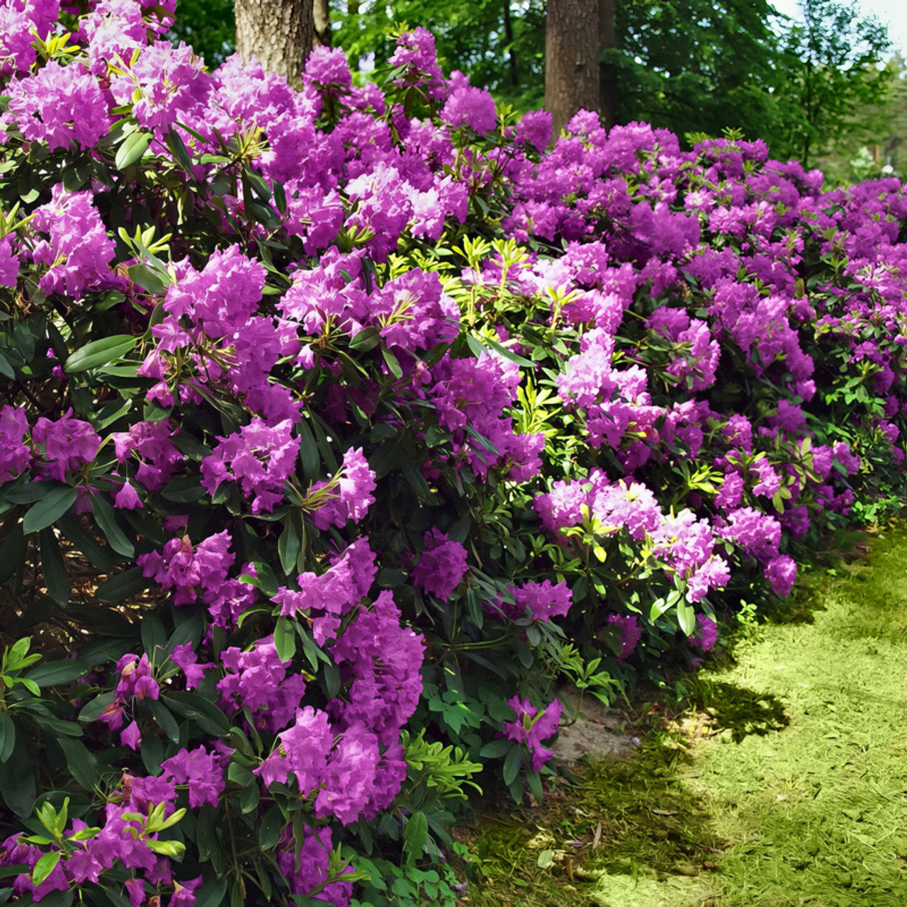 Azalea ENCORE AUTUMN ROYALTY™