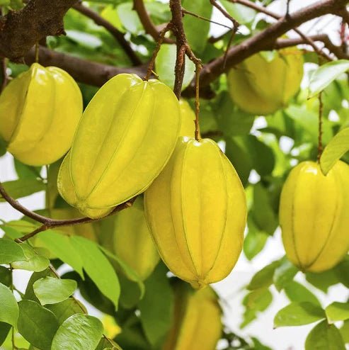 Carambola Starfruit Kembangan - Ladybird Nursery
