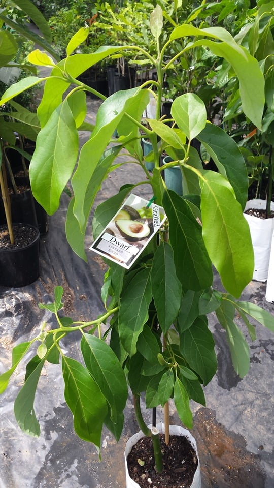 Dwarf Rincon Avocado Tree