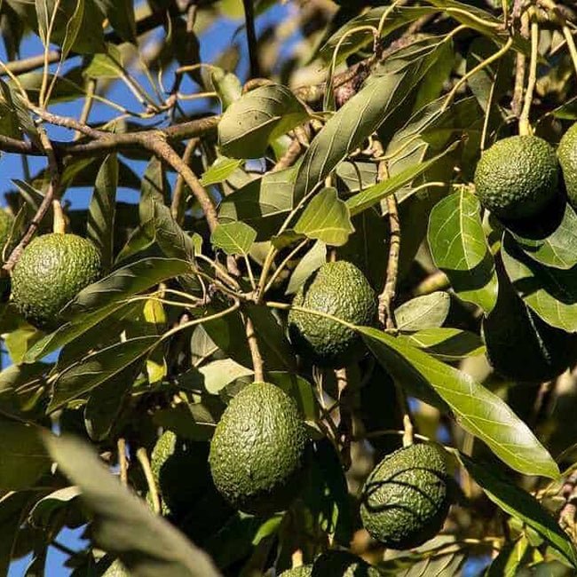 Avocado Lamb Hass (A) - Ladybird Nursery