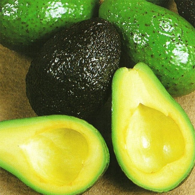 Avocado Lamb Hass (A) - Ladybird Nursery