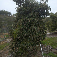 Avocado Lamb Hass (A) - Ladybird Nursery