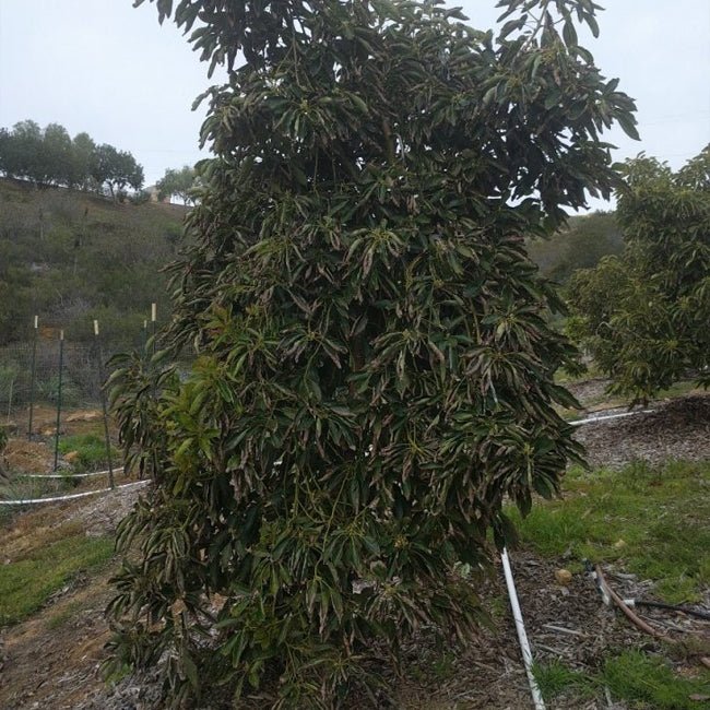 Avocado Lamb Hass (A) - Ladybird Nursery