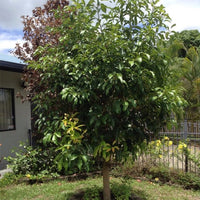 Avocado Noela (A) - Ladybird Nursery