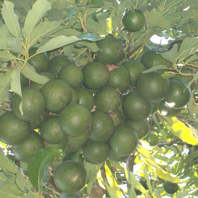Avocado Reed - Medium - Ladybird Nursery