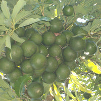 Avocado Reed - Medium