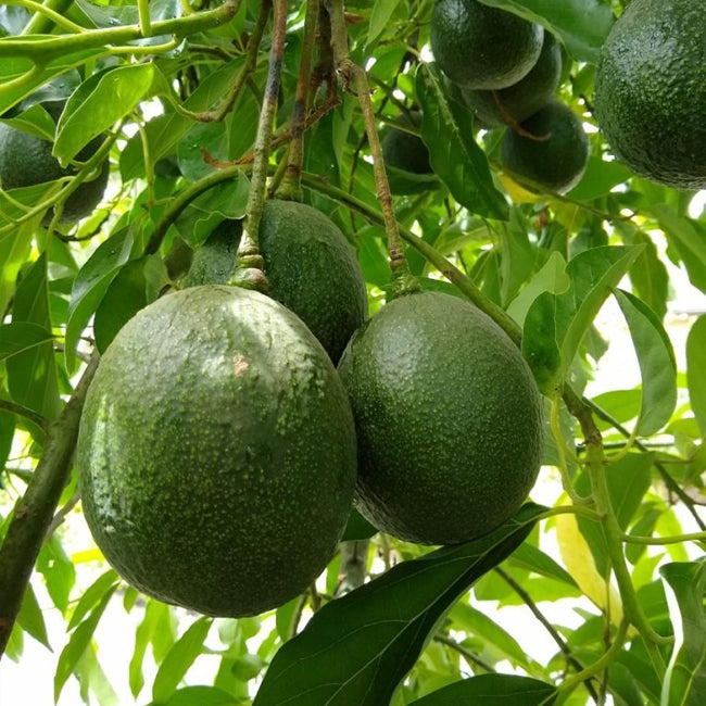 Avocado Reed - Medium