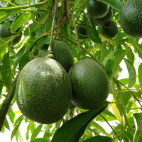 Avocado Reed - Medium