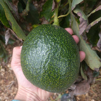 Avocado Reed - Medium