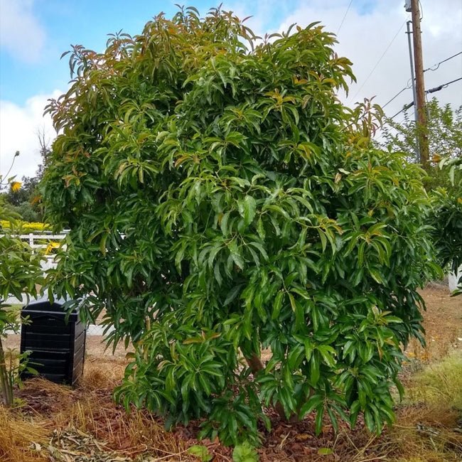 Avocado Reed - Medium - Ladybird Nursery