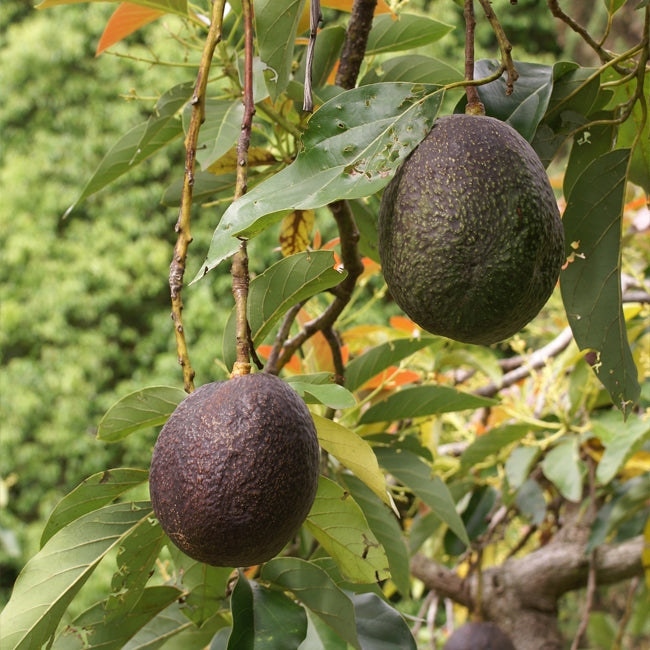 Avocado  Secondo (A) ®