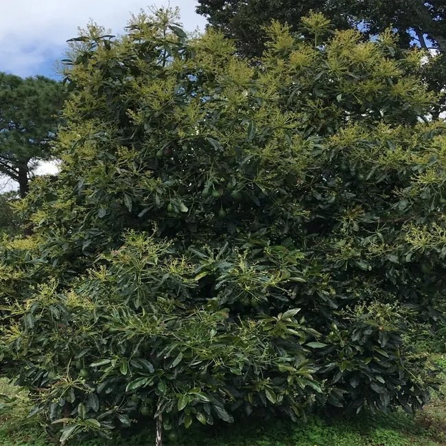 Avocado Shepard (B) - Ladybird Nursery