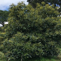 Avocado  Shepard (B)