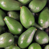 Dwarf Wurtz Avocado - Medium